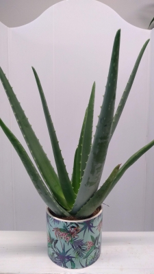 Aloe vera plant