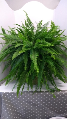 Boston Fern