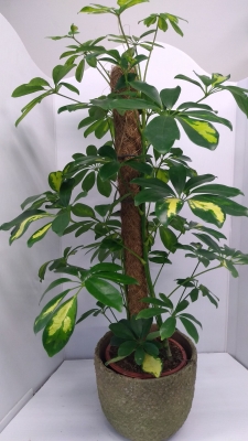 Schefflera plant