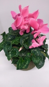 Cyclamen plant