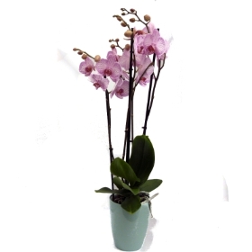 Phalaenopsis orchid – buy online or call 023 883 3535