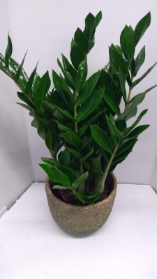 Zamioculcas Plant